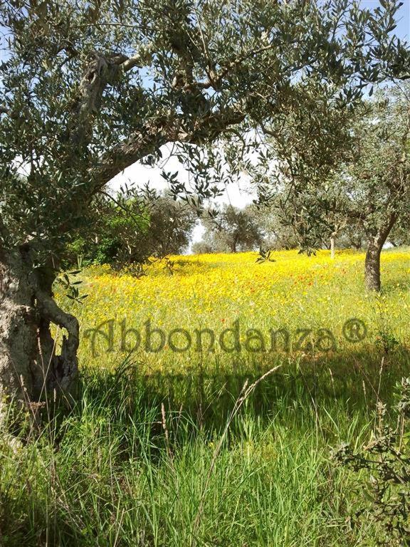 Agriturismo Abbondanza® Villa Alberobello Esterno foto