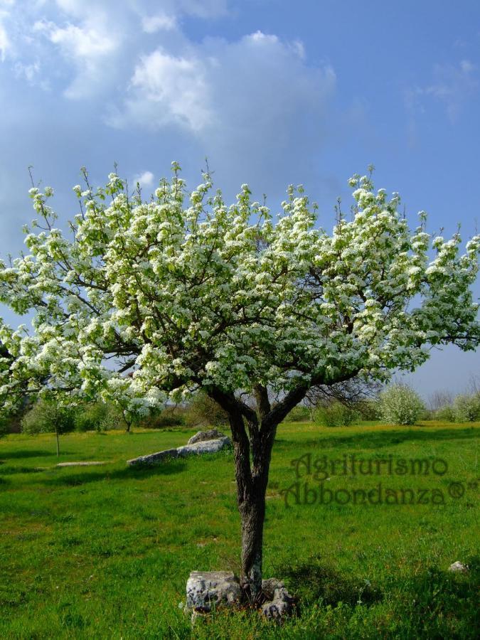 Agriturismo Abbondanza® Villa Alberobello Esterno foto